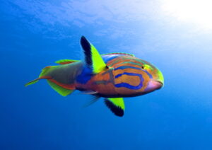 open colour wrasse