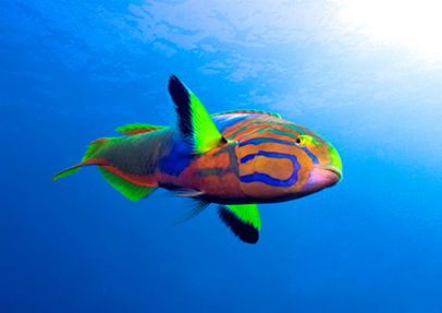 downunderpix Digital Underwater Photography course