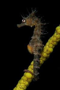 20100508 Edithburgh_0001 (Large)