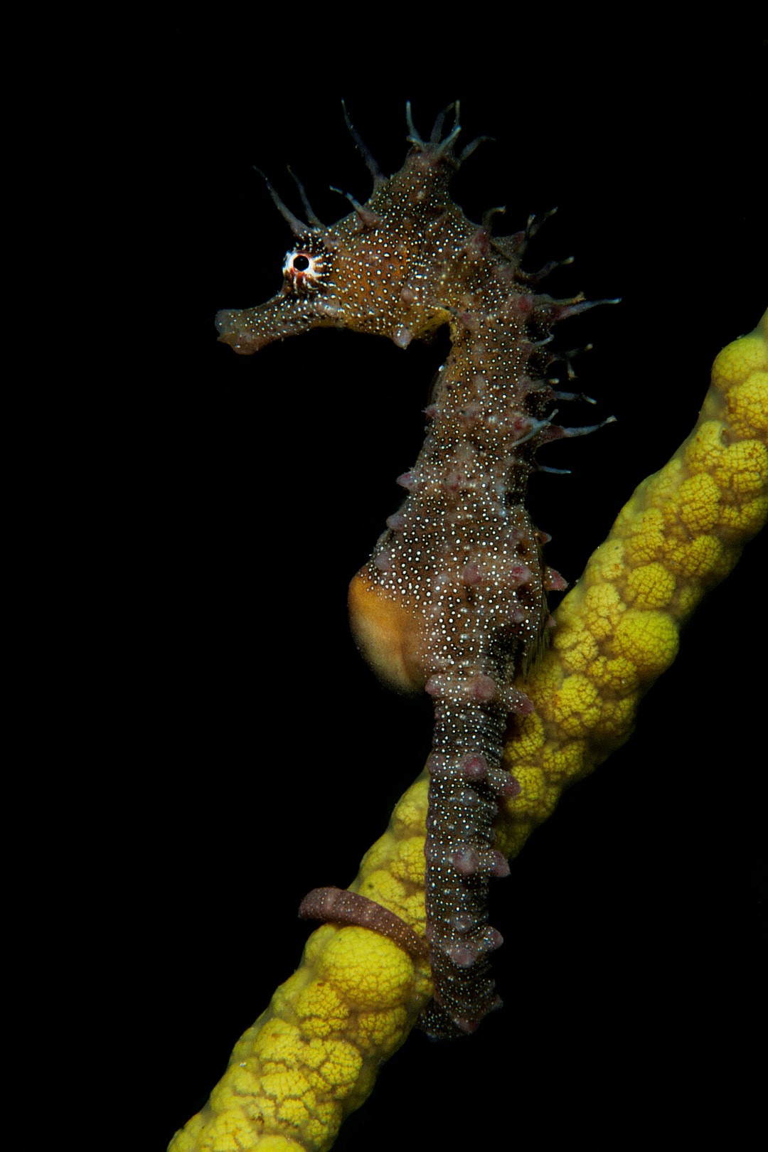 20100508 Edithburgh_0001 (Large)