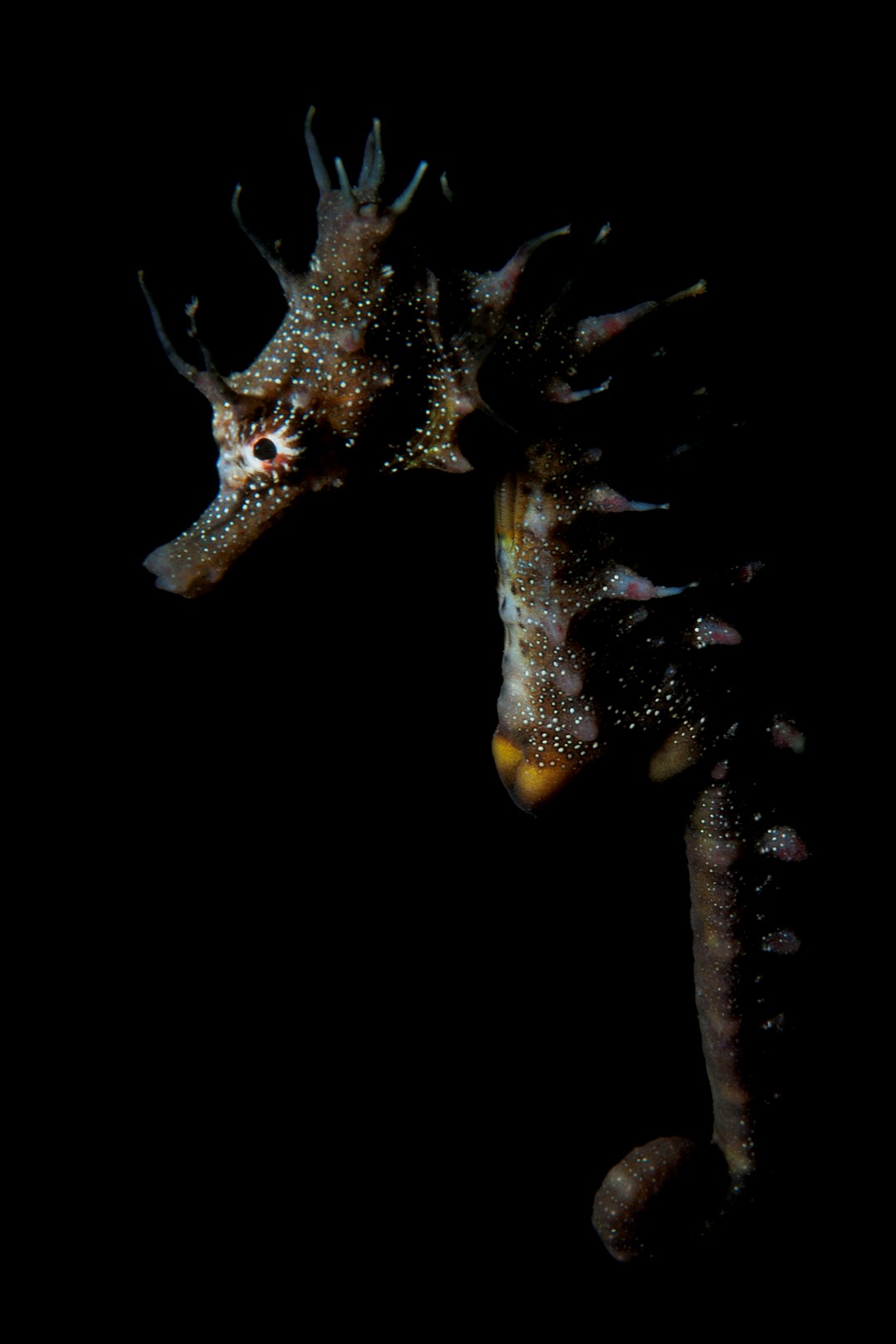 20100508 Edithburgh_0007 (Large)