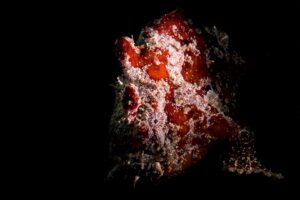 20100911 Edithburgh_0001 (Large)