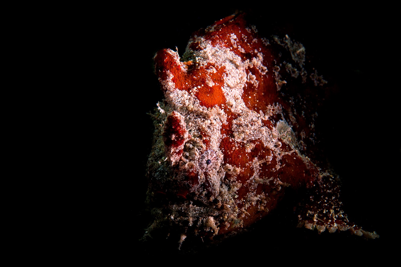 20100911 Edithburgh_0001 (Large)