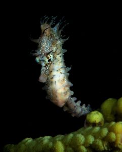 20100911 Edithburgh_0018 (Large)