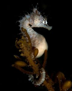 20100911 Edithburgh_0023 (Large)