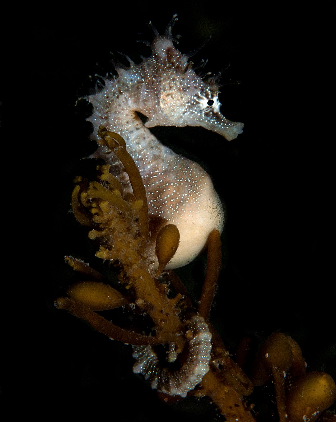 20100911 Edithburgh_0023 (Large)