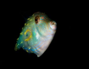 20110101 RBJ_0005 (Large)