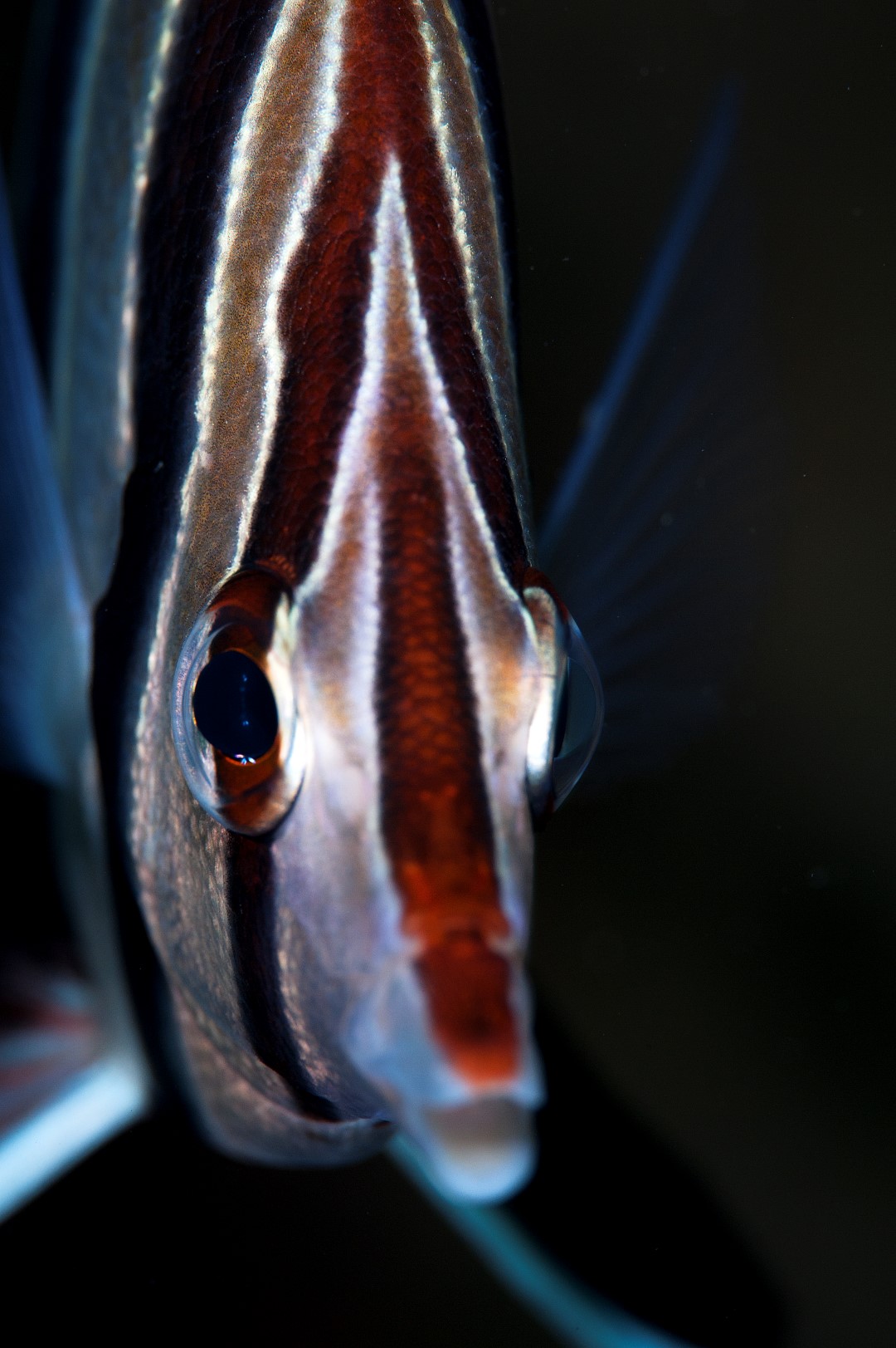 20110113 RBJ_0012 (Large)