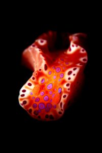 20110113 RBJ_0024 (Large)