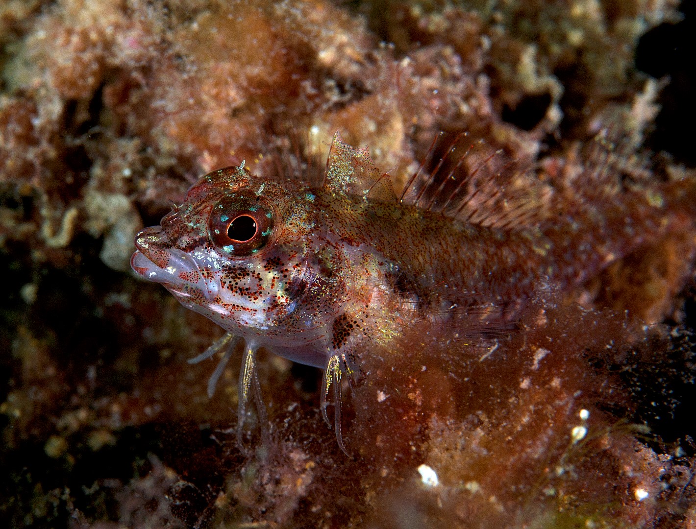 20110120 RBJ_0001 (Large)