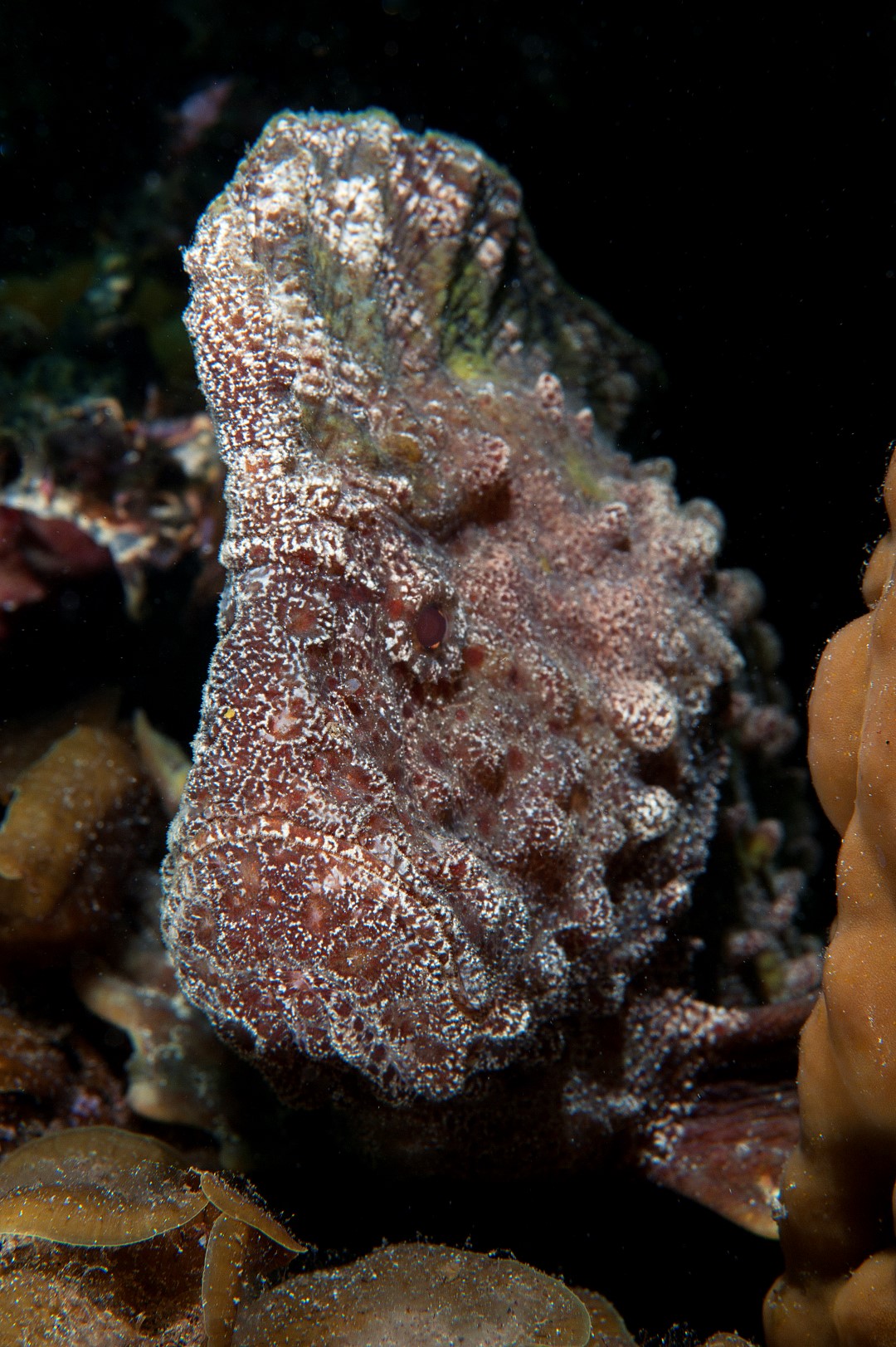 20110128 Port Hughes_0020 (Large)