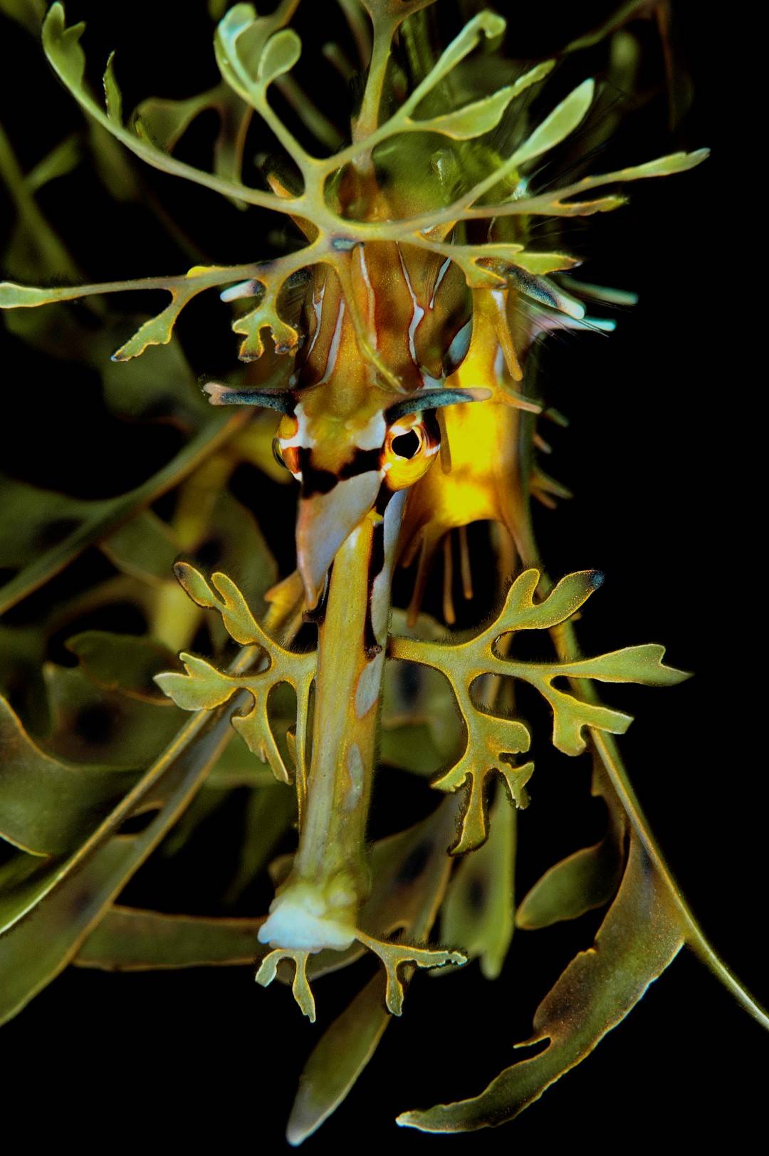 20110618 edithburgh_0002 (Large)