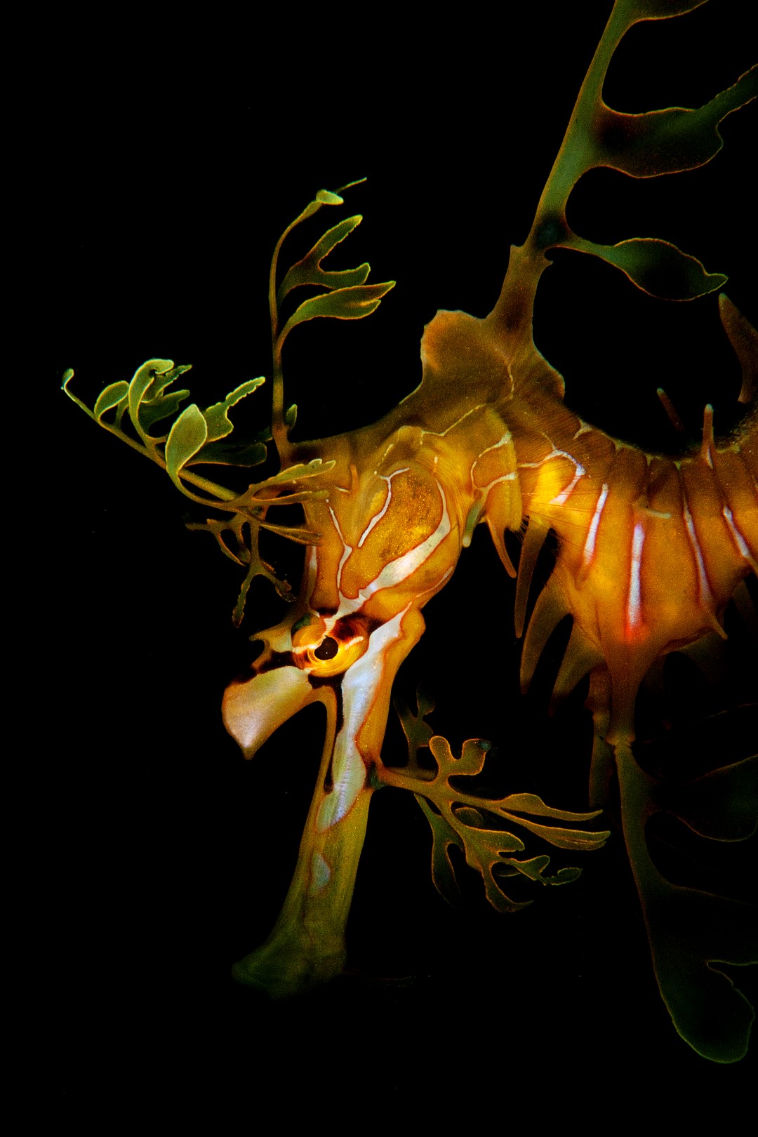 20110618 edithburgh_0010 (Large)