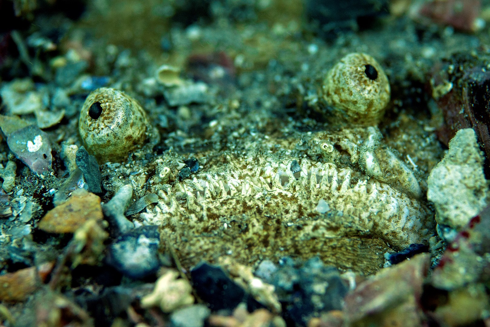 20120126 Port Hughes_0002 (Large)