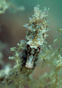 20120406 Ardrossan_0004 (Large)