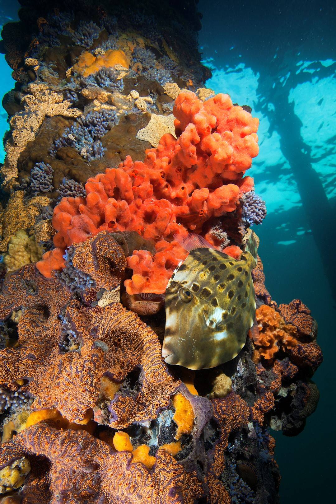 20120720 Edithburgh_0003 (Large)