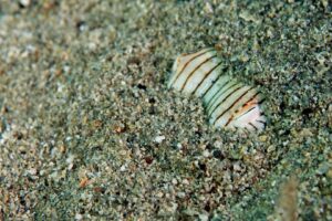 20131102 Edithburgh_0024 (Large)