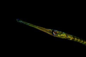 20140309 Port Hughes_0003 (Large)