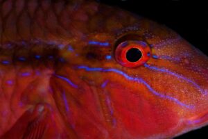 20140309 Port Hughes_0009 (Large)