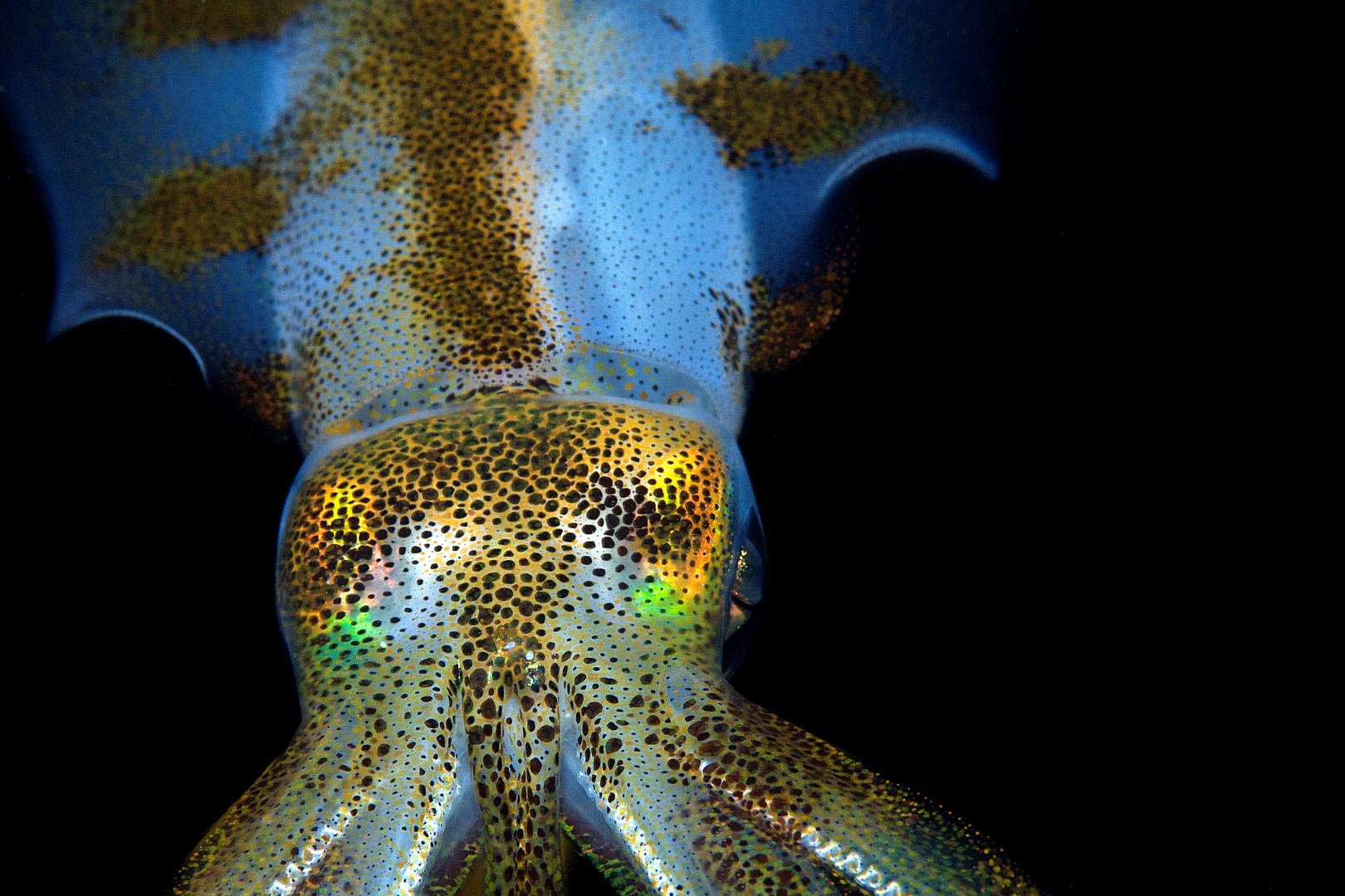 20140330 Edithburgh_0025 (Large)