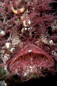 20140504 Edithburgh_0038 (Large)