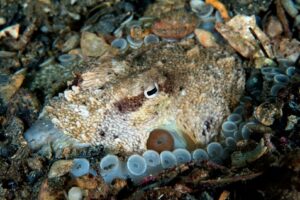 20140504 Edithburgh_0045 (Large)