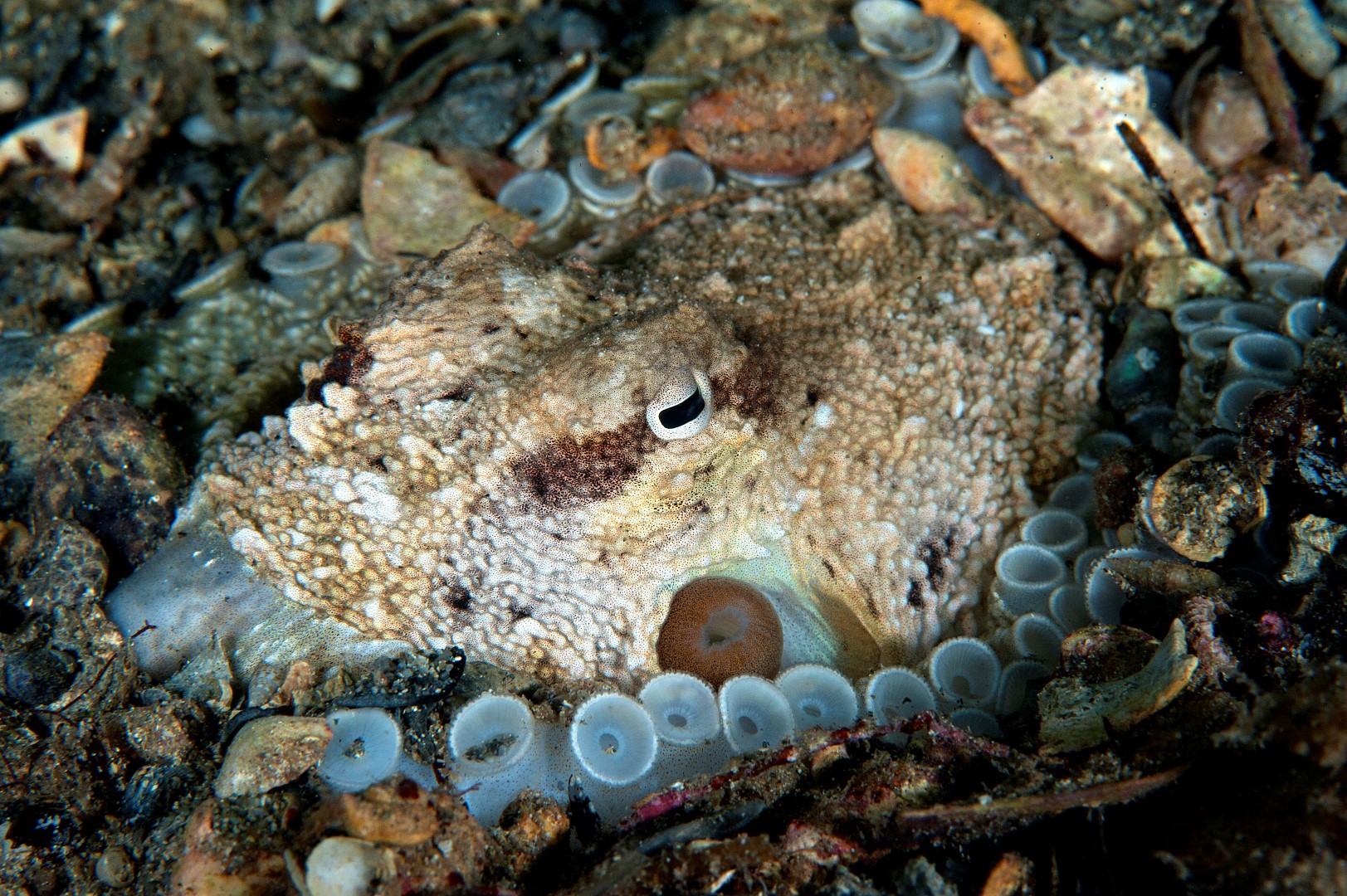 20140504 Edithburgh_0045 (Large)