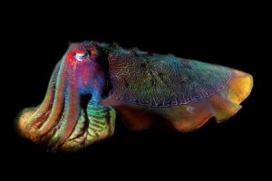 20140609 Whyalla_0002 (Large)