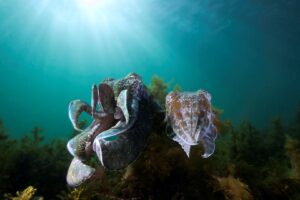 20140609 Whyalla_0018 (Large)