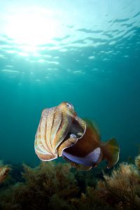 20140609 Whyalla_0023 (Large)