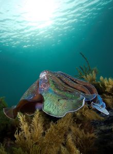 20140609 Whyalla_0028 (Large)