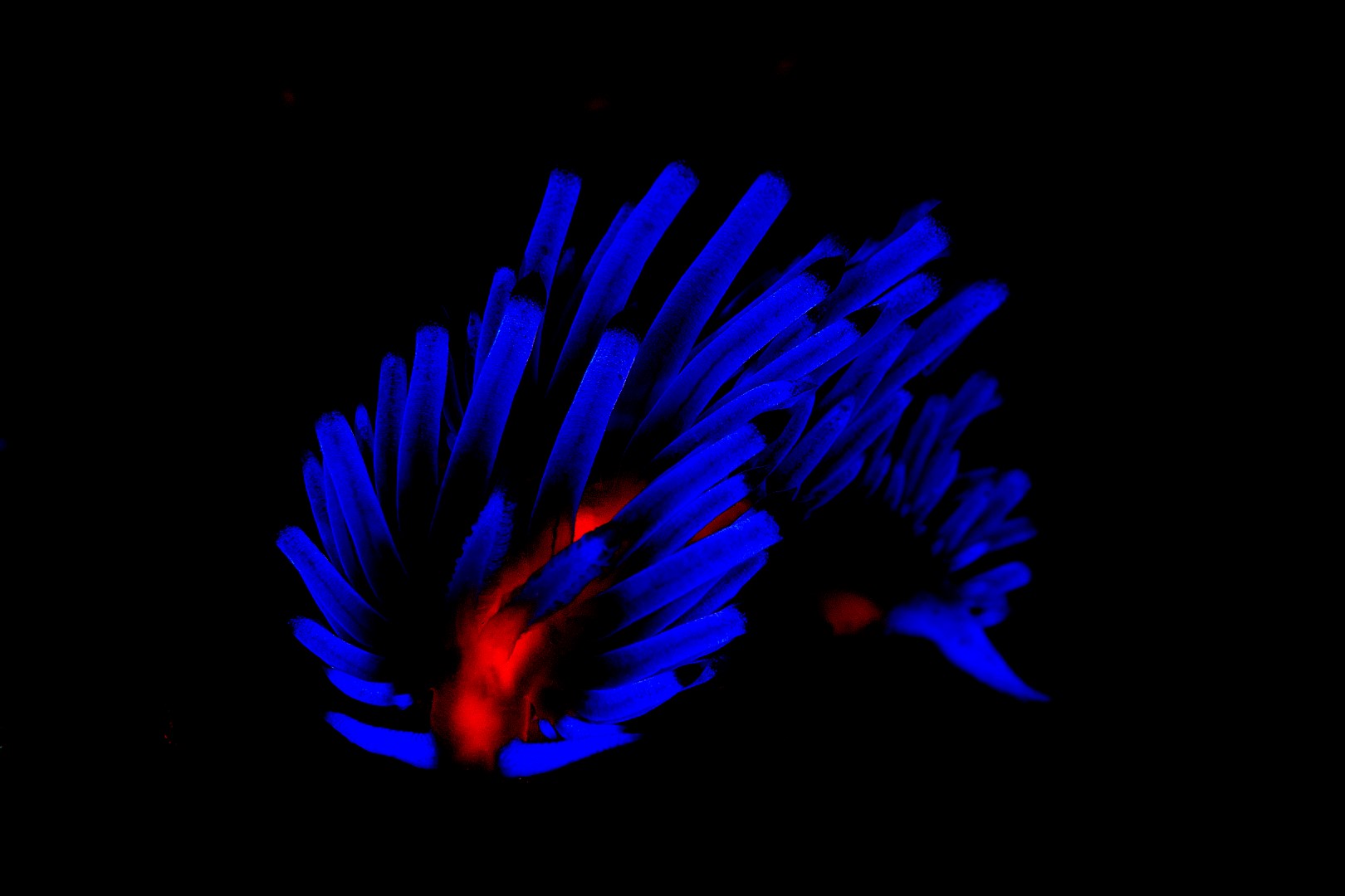 20140819 Bianca_0008 (Large)