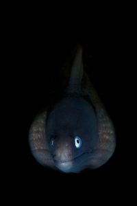 20140819 Bianca_0010 (Large)