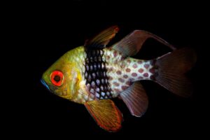 20140819 Bianca_0013 (Large)