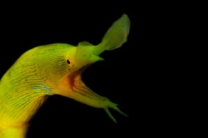 20140916 Police Pier_0010 (Large)