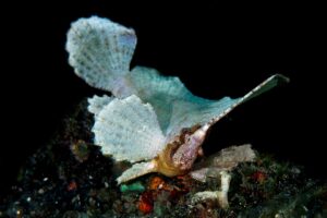 20140917 Aer Prang_0011 (Large)