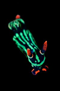 20140917 Aer Prang_0018 (Large)