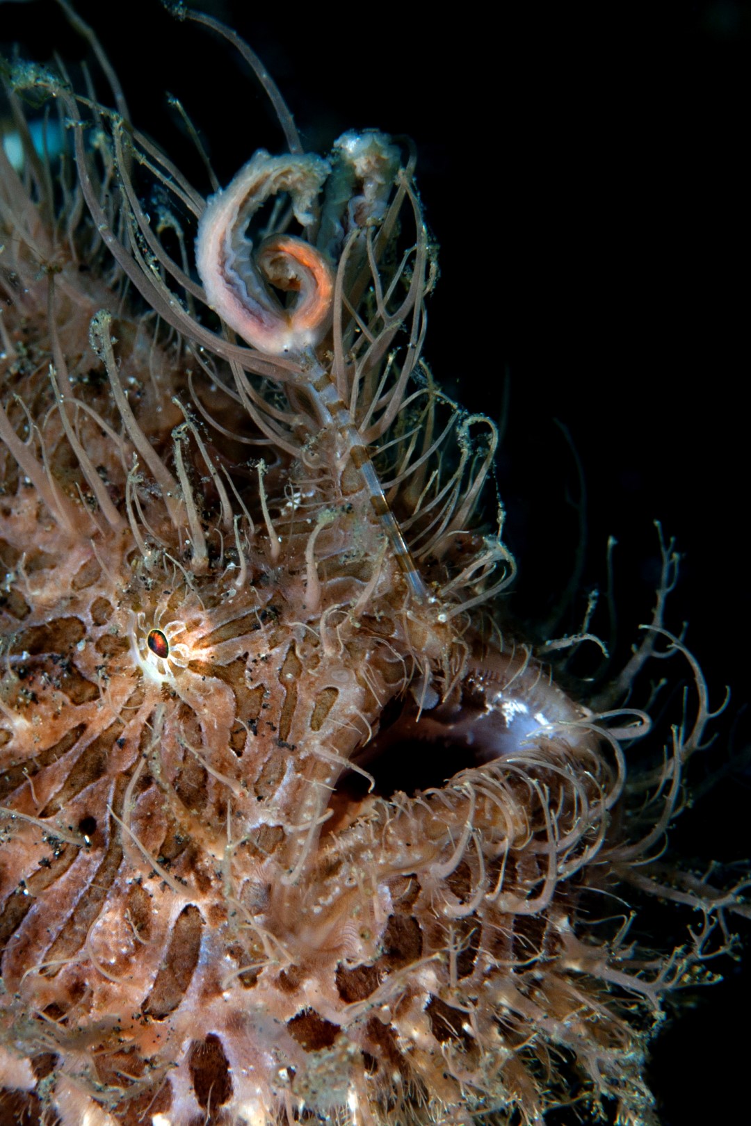 20140917 Aer Prang_0022 (Large)