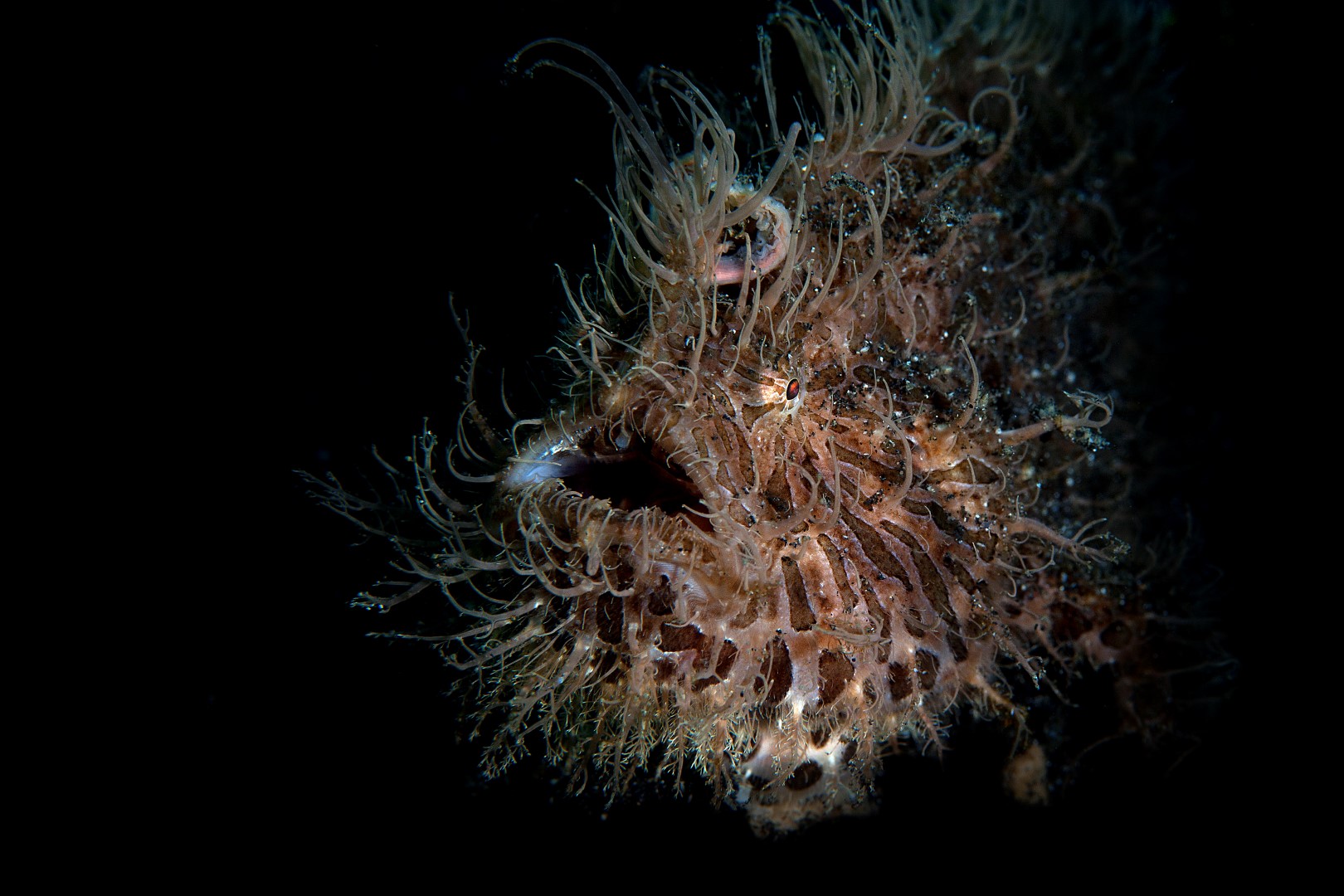 20140918 Aer Prang_0004 (Large)