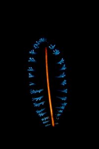 20140918 Aer Prang_0014 (Large)