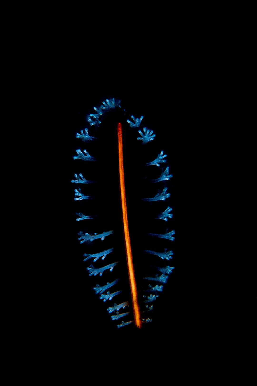 20140918 Aer Prang_0014 (Large)