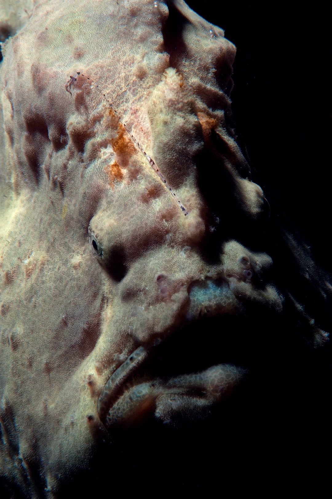 20140920 Nudi Falls_0003 (Large)