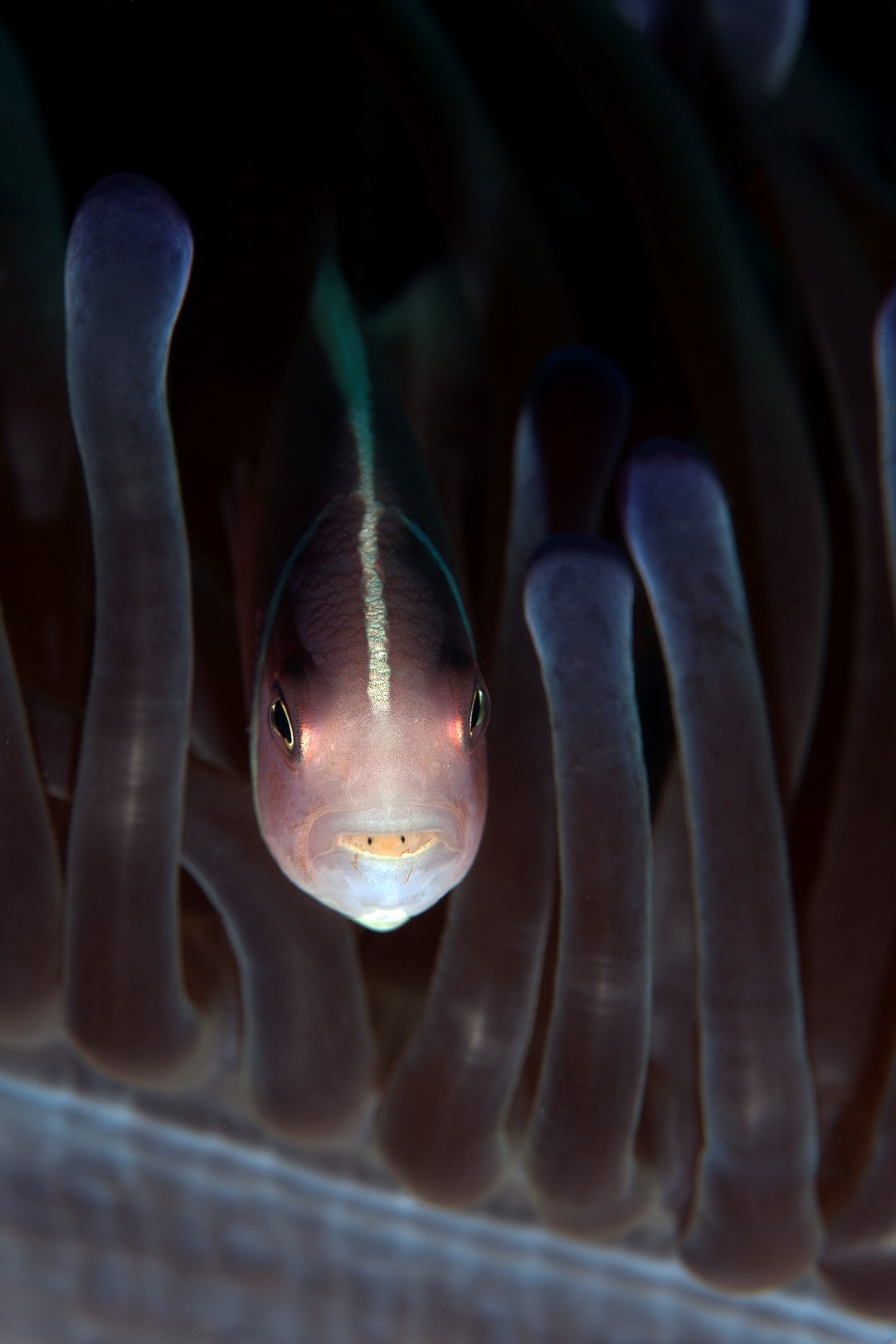 20140920 Nudi Falls_0009 (Large)