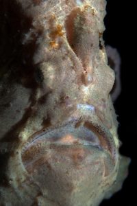 20140920 Nudi Falls_0014 (Large)