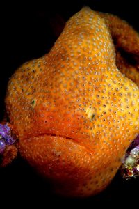 20141011 Edithburgh_0010 (Large)