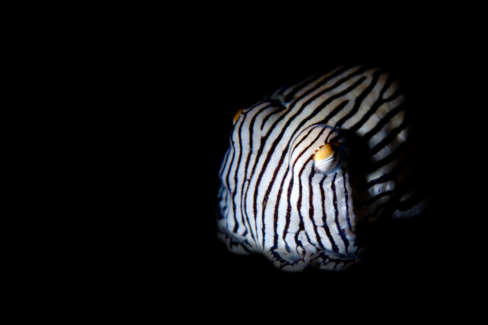 20141011 Edithburgh_0015 (Large)