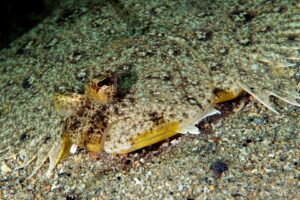 20150221_Edithburgh 0003 (Large)