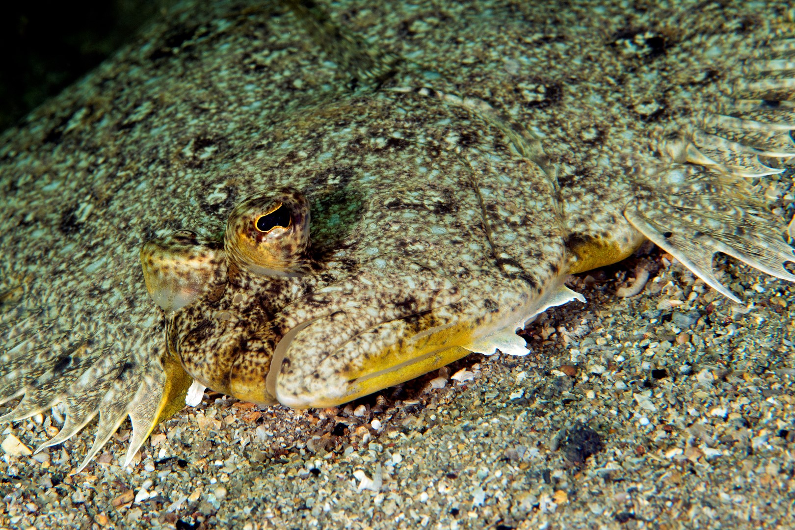 20150221_Edithburgh 0003 (Large)