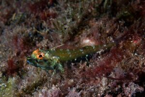 20150221_Edithburgh 0004 (Large)