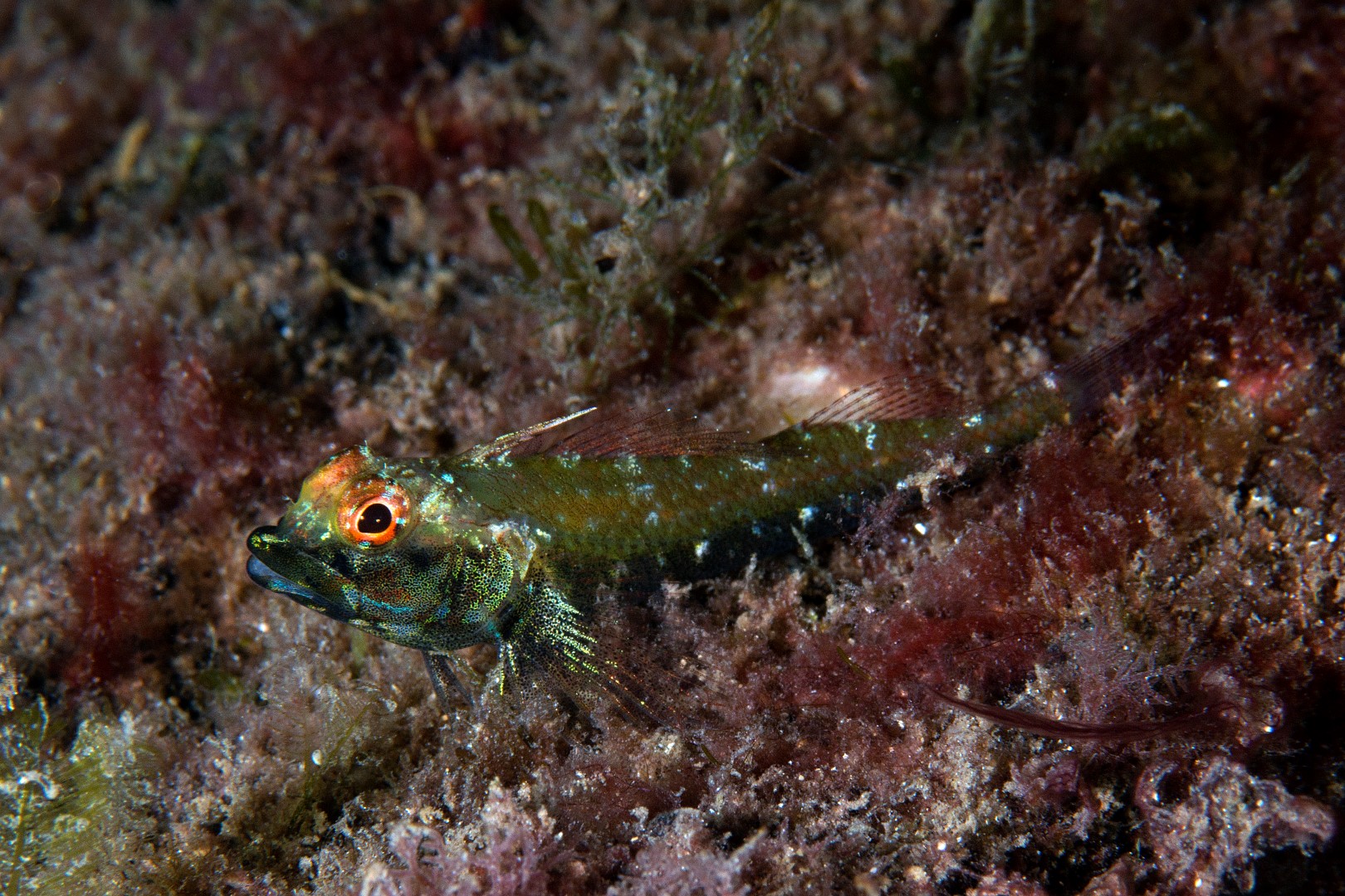 20150221_Edithburgh 0004 (Large)